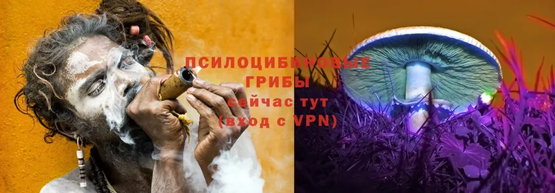 Псилоцибиновые грибы Cubensis  Курган 